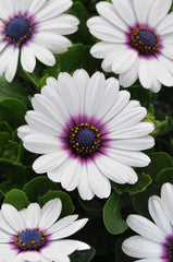 Osteospermum Akila White Purple Eye