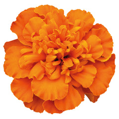 Marigold Super Hero Deep Orange CT
