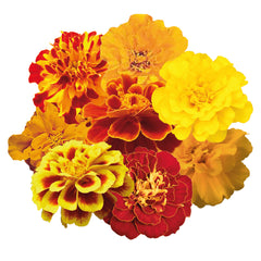 Marigold Safari Mix DTL