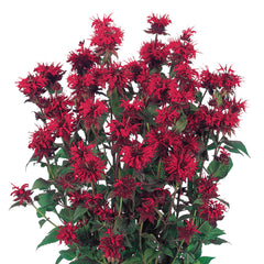 Monarda Panorama Red Shades