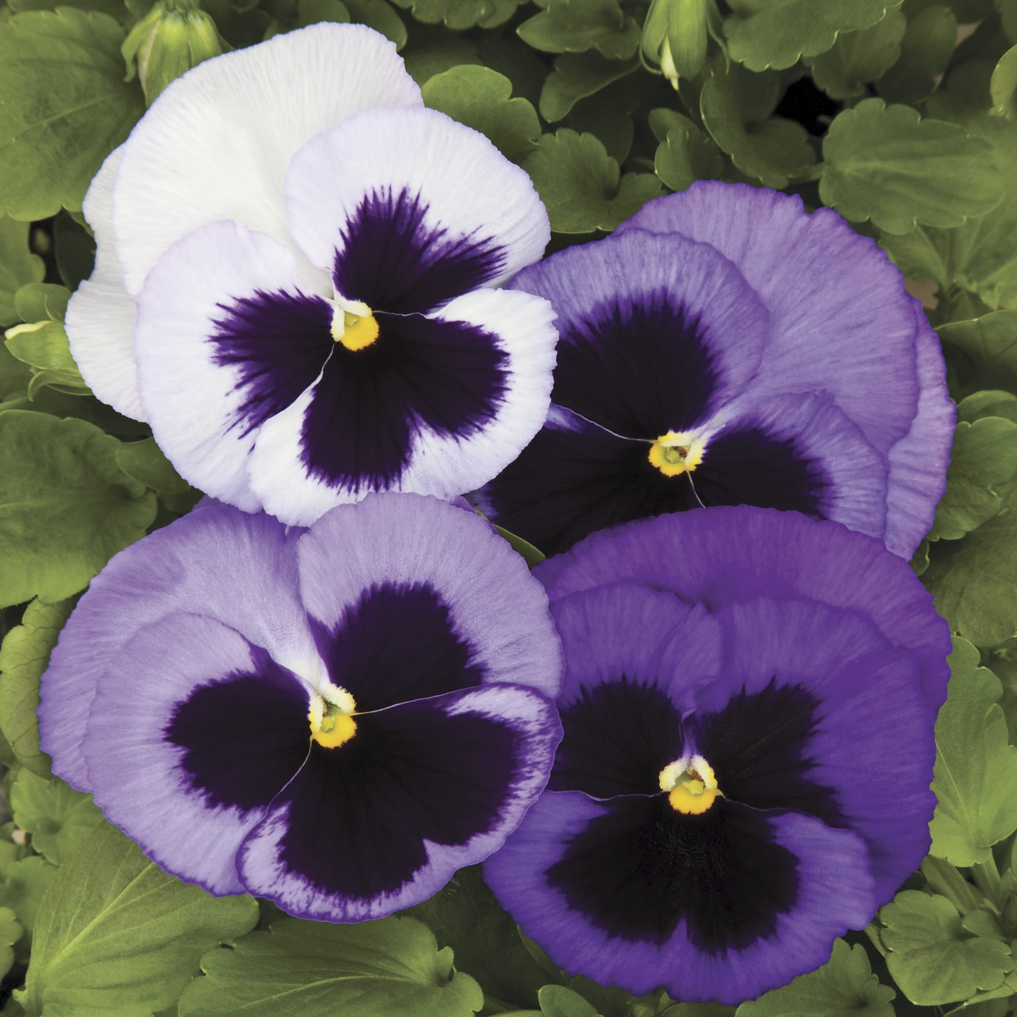 Pansy Seeds - Mix | Flower Seeds In Packets & Bulk | Eden Brothers