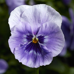 Pansy Colossus Marina