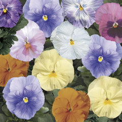 Pansy Delta Watercolors Mixture Primed