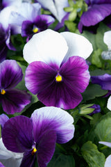 Pansy Grandio Beacon Blue Primax