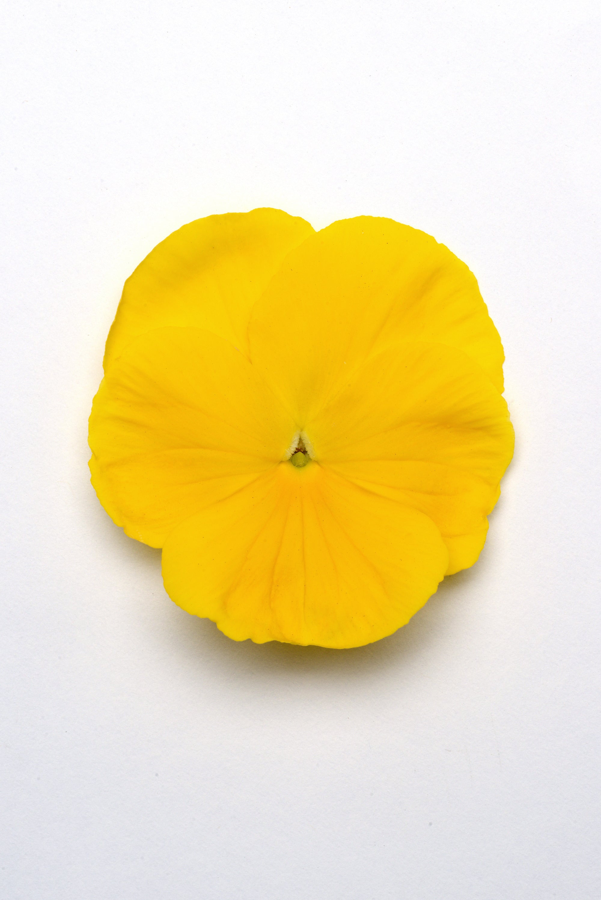 Pansy Matrix Yellow Primed – Vis Seed