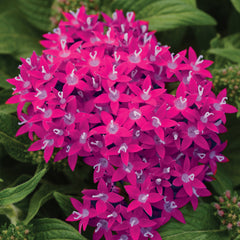 Pentas Lucky Star Raspberry PLT