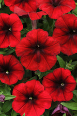Petunia Easy Wave Red Velour PLT