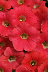 Petunia Shock Wave Coral Crush PLT