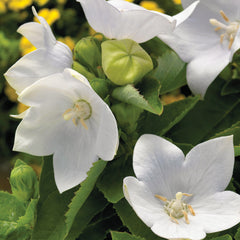 Platycodon Astra Single White