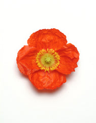 Poppy, Iceland Champagne Bubbles Scarlet PRIMED