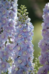 Delphinium Guardian Lavender