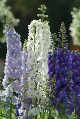 Delphinium Guardian Mixture