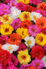 Portulaca Happy Trails Mix MPLT