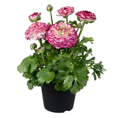 Ranunculus Sprinkles Violet Bicolor