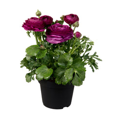 Ranunculus Sprinkles Violet