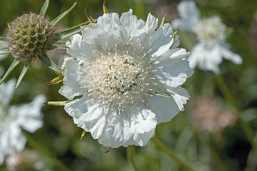 Scabiosa Fama White CT