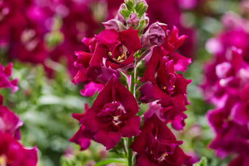 Snapdragon Twinny Violet