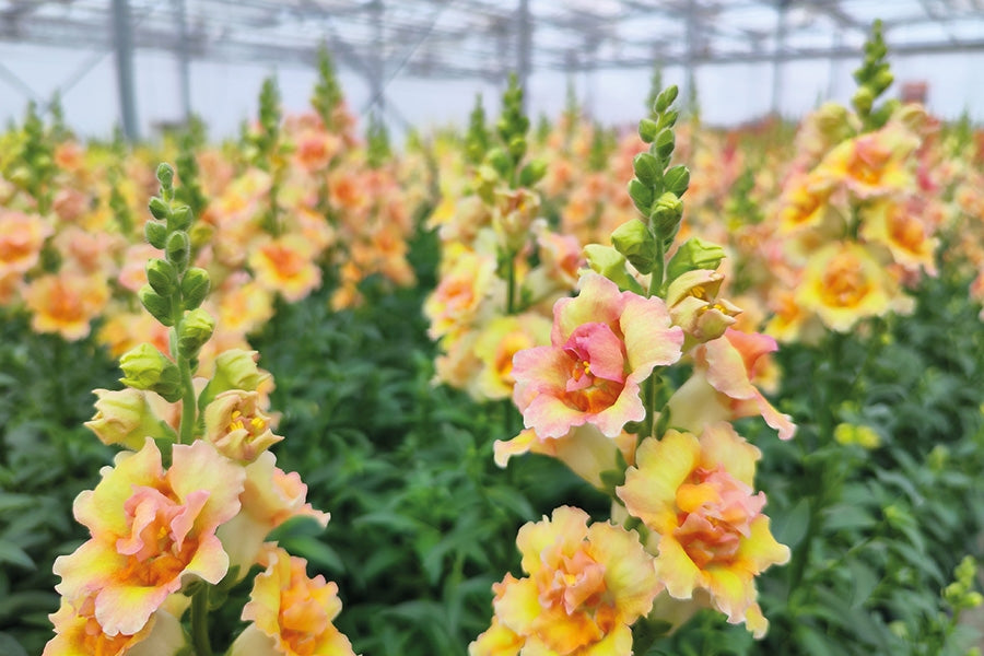 snapdragon flower seeds series f1-1000 seeds Snapdragon DoubleShot Peach – Vis Seed