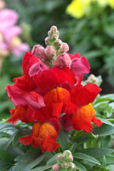 Snapdragon Statement Scarlet