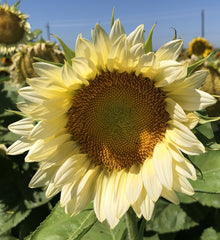 Sunflower ProCut White Lite TRT