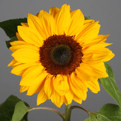 Sunflower Sunbright TRT