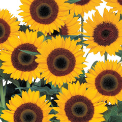 Sunflower Sunbright Supreme TRT