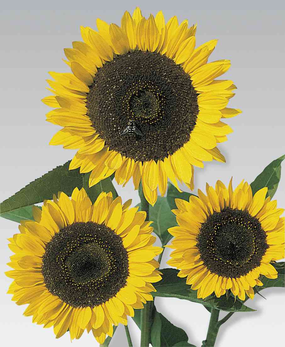 Cutting Gold Sunflower