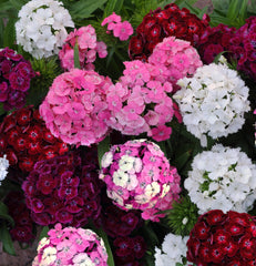 Dianthus Dash Mixture PLT