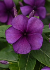 Vinca Tattoo Blueberry