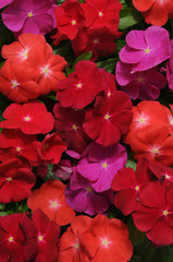 Vinca Pacifica XP Bold Mix