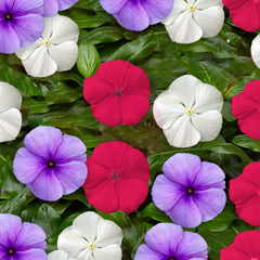 Vinca Blockbuster Patriot Mix