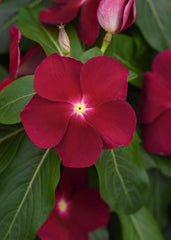 Vinca Titan Cranberry