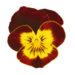 Viola Admire Red Yellow Face