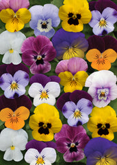 Viola Sorbet XP Select Spring Mix