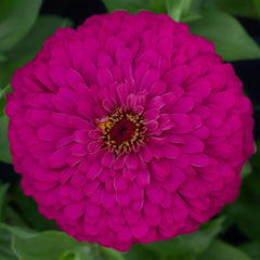 Zinnia Uproar Rose CT