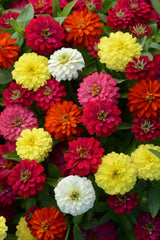 Zinnia Double Zahara Mix CT