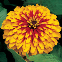 Zinnia Swizzle Scarlet & Yellow CT