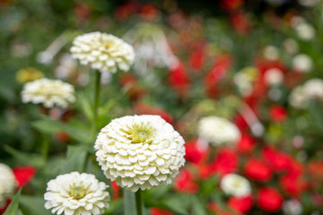 Zinnia Oklahoma White