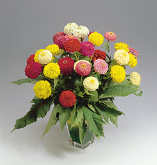 Zinnia Oklahoma Mix