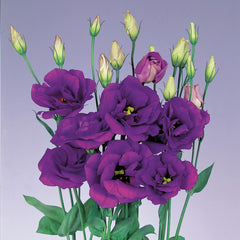 Lisianthus Echo Blue PLT
