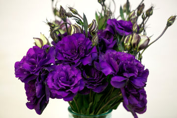 Lisianthus Echo Purple PLT