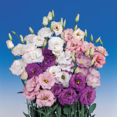 Lisianthus Echo Mix PLT