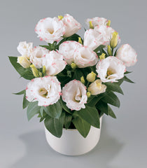Lisianthus Rosie Rose Picotee PLT