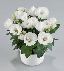 Lisianthus Rosie White PLT