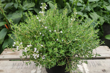 Thymus Orangelo