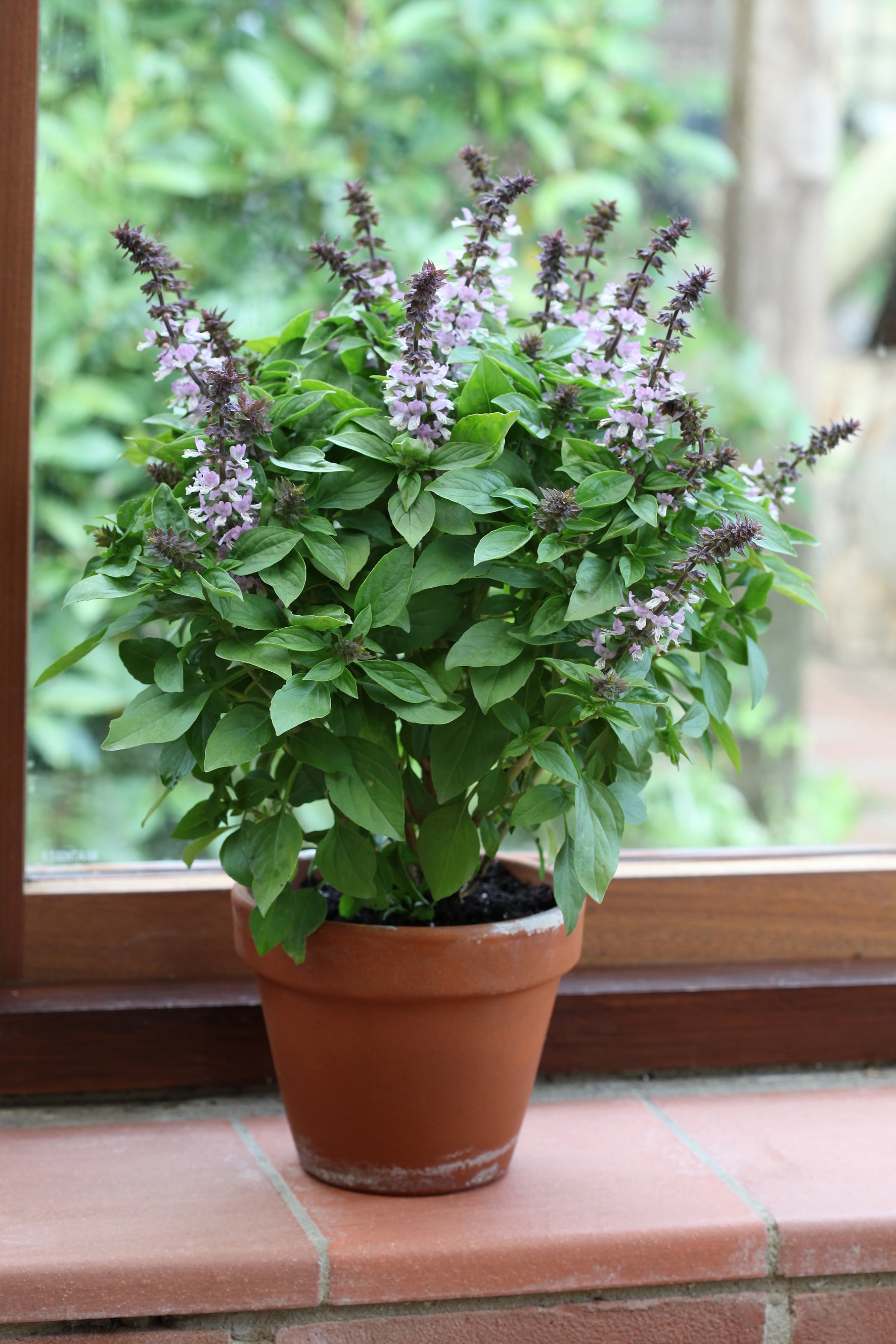 lavender basil plant Basil Floral Spires Lavender – Vis Seed