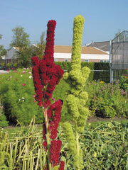 Amaranthus Qis Tower Red