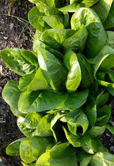 Lettuce Butterhead Little Gem