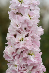 Stock, Column Malmaison Pink