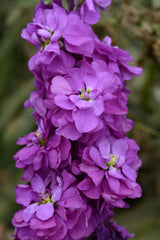 Stock, Column Miracle Mid Blue